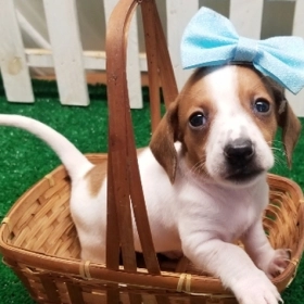 Dachshund Puppies For Sale