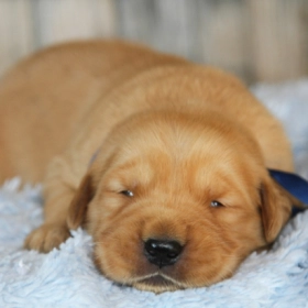 Golden Retriever Puppies For Sale