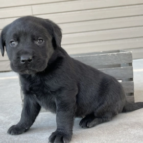 Labrador Retriever for Sale
