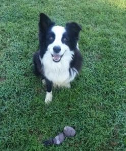 Puppy For Buy Purebred Border Collie (SHIH TZU)