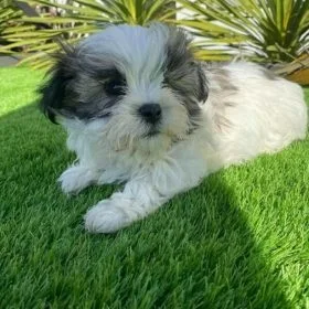Maltese Shih Tzu Puppies For Sale